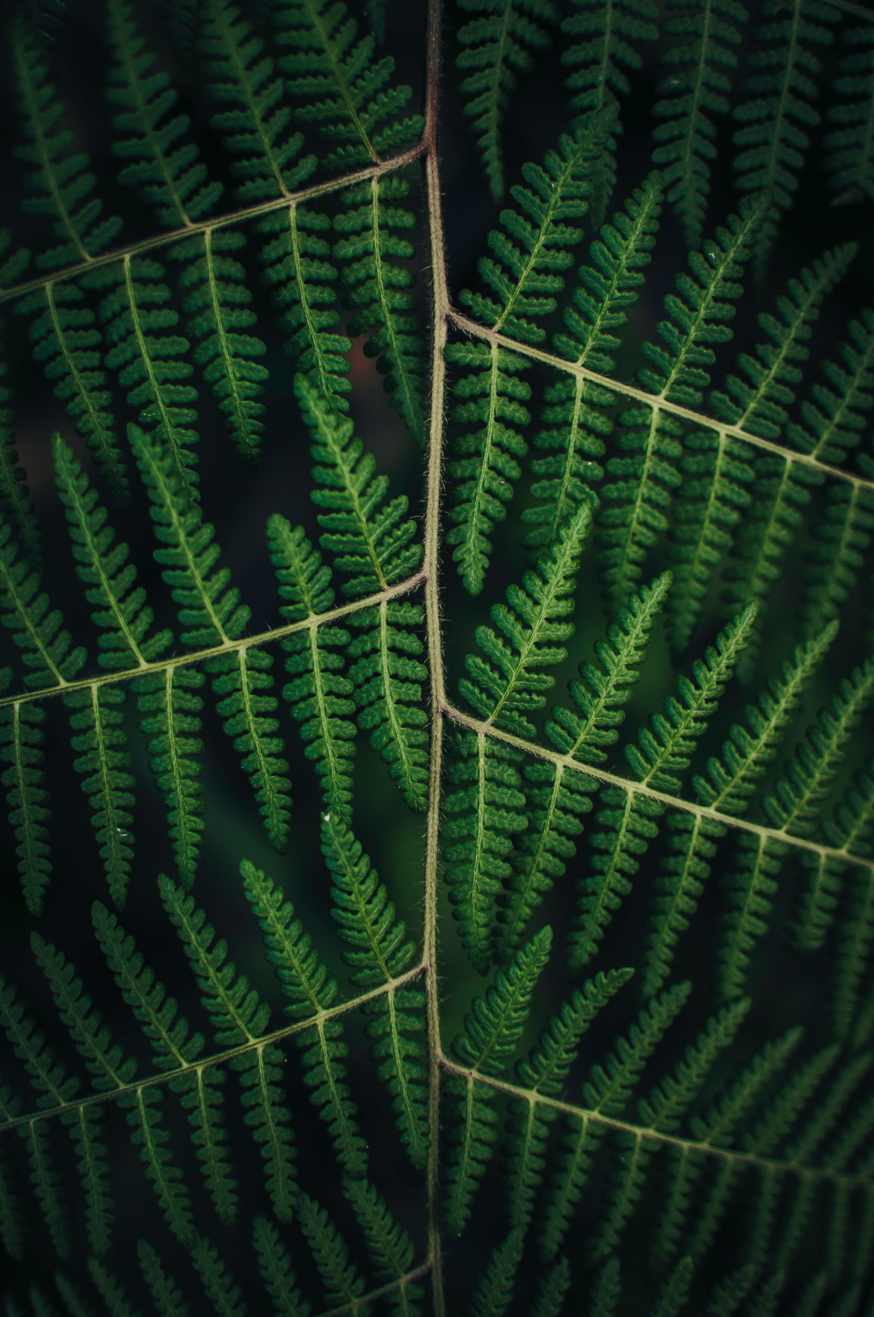 closeup photo of green pine leaf
